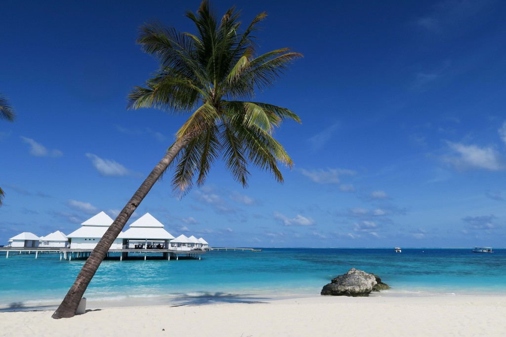 palm tree maldives beach
